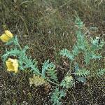 pyellowfor1hornedpoppy