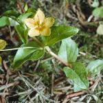 pyellowfor1pimpernel