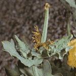 pyellowfruhornedpoppy