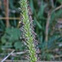 ratstailffloplantain
