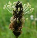 ribwortffloplantainbritishflora