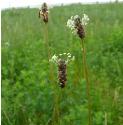 ribwortfflosplantainbritishflora