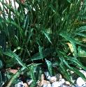 ribwortffolplantain
