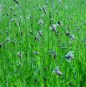 ribwortfforplantainbritishflora