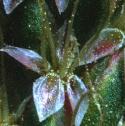 seaffloplantain