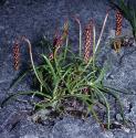 seafforplantain