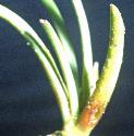 shoreffolweed