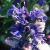 ajugacfloreptansvariegata
