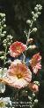 alceacflosroseahardyplantsociety1a