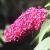 buddlejadavidiiflot9