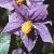solanumflotcrispum