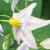 solanumflotjasminoides