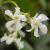 trachelospermumflotjasminoides