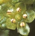 fruptureflo1wort