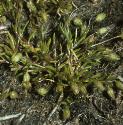 fseaforpearlwort
