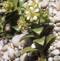 fseaforsandwort