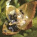 fseafruspearlwort