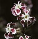 fsmallflosfloweredcatchfly