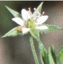 fthreefloveinedsandwort