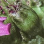 palpineflobudccatchfly