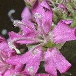 palpineflocatchfly