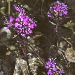 palpineflos2catchfly