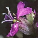 palpinefrucatchfly