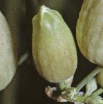 pbladderflobudccampion