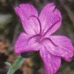 pcheddarflo1pink