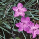 pcheddarflos1pink