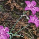 pcheddarflos2pink