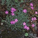 pcheddarforpink