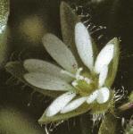 pcommonflo1chickweed