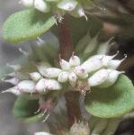 pcoralflonecklace