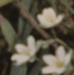 pcornflospurrey