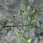 pfineflosleavedsandwort