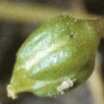 pheathflo2budopearlwort