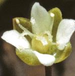 pheathflos1pearlwort