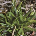pheathfol1pearlwort
