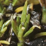 pheathfol2pearlwort