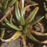 pheathfor2pearlwort