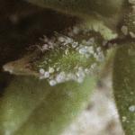 plittleflobudomouseearchickweed