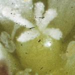 plittleflodetailmouseearchickweed