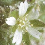 plittleflomouseearchickweed