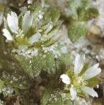 plittleflosmouseearchickweed