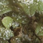 plittlefol1mouseearchickweed
