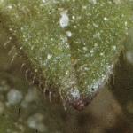 plittlefol2mouseearchickweed