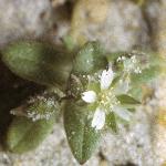 plittleformouseearchickweed