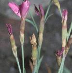 pmaidenflobudcpink