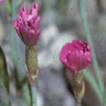 pmaidenflobudopink